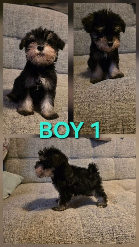 Miniature Schnauzer puppies for sale in Clacton-on-Sea, Essex – KC registered, 8 weeks old - Image 3 of 7