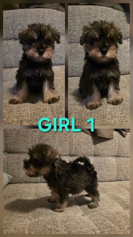 Miniature Schnauzer puppies for sale in Clacton-on-Sea, Essex – KC registered, 8 weeks old - Image 4 of 7