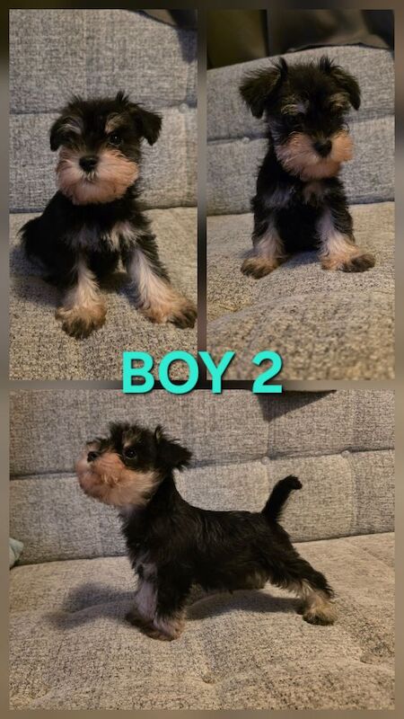 Miniature Schnauzer puppies for sale in Clacton-on-Sea, Essex – KC registered, 8 weeks old - Image 5 of 7