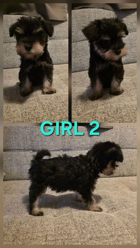 Miniature Schnauzer puppies for sale in Clacton-on-Sea, Essex – KC registered, 8 weeks old - Image 6 of 7