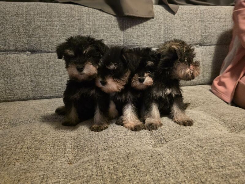 Miniature Schnauzer puppies for sale in Clacton-on-Sea, Essex – KC registered, 8 weeks old - Image 7 of 7