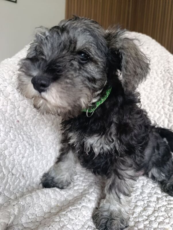 Schnauzer Puppies Salt & Pepper, Black & Silver and Black for sale in Liverpool, Merseyside