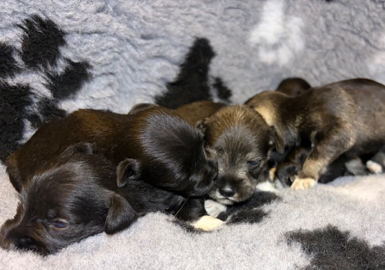 Schnauzer pups - Image 2 of 3