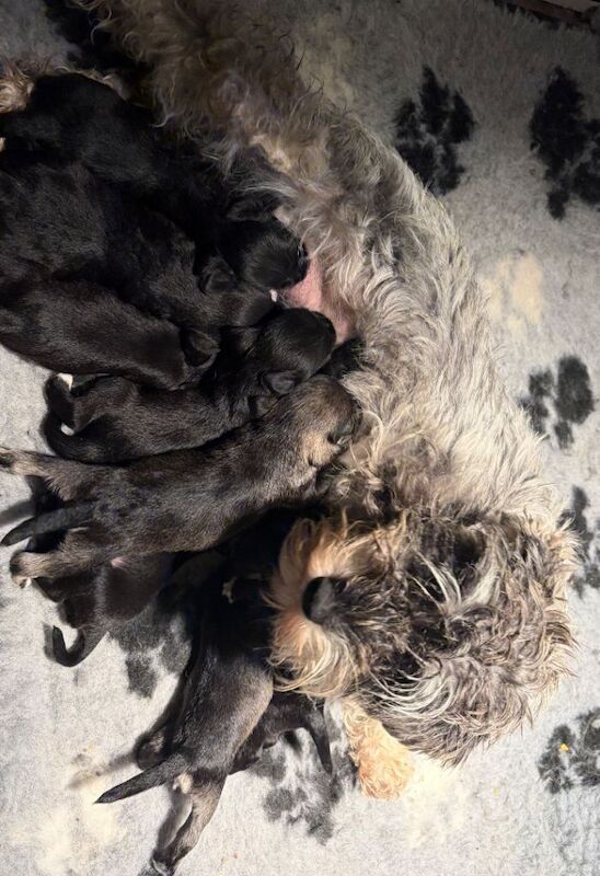 Schnauzer pups - Image 3 of 3