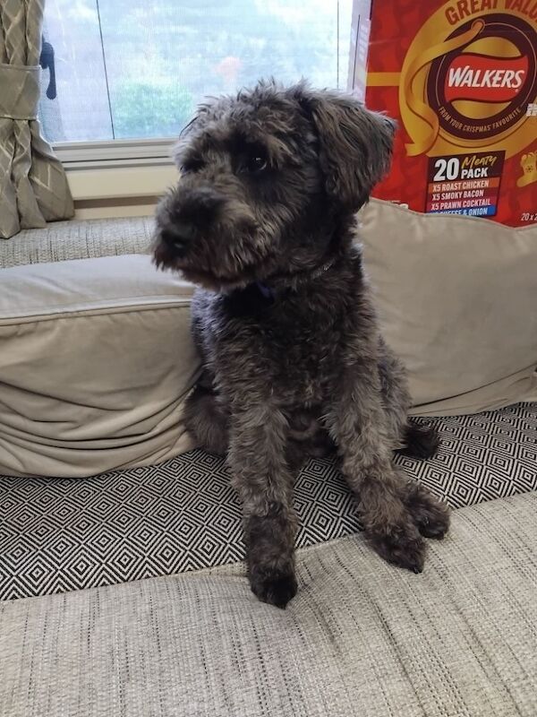 Seeking a Miniature Schnauzer Puppy - Male for sale in Edinburgh, City of Edinburgh
