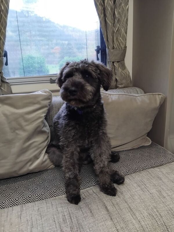 Seeking a Miniature Schnauzer Puppy - Male for sale in Edinburgh, City of Edinburgh | Image 2