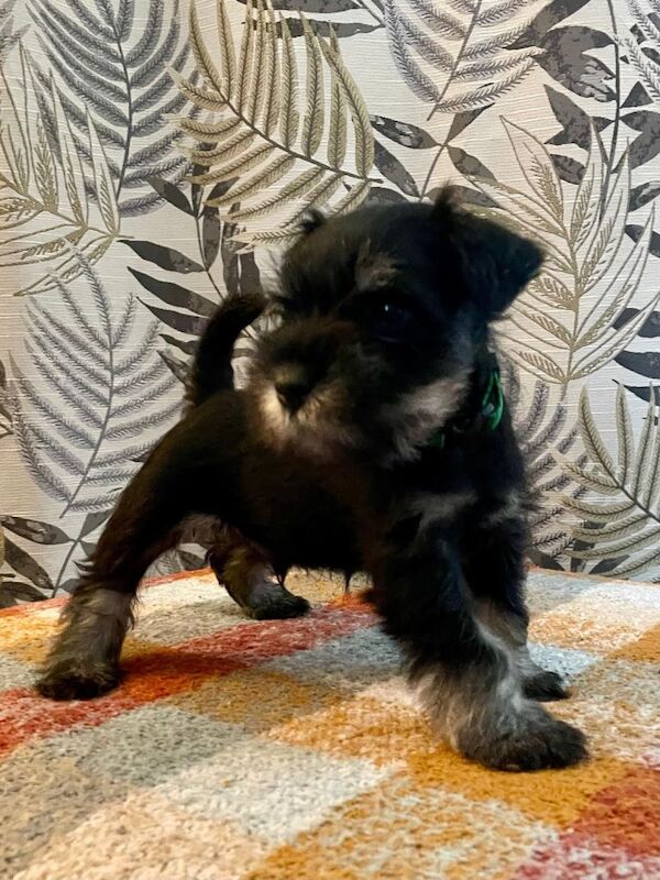 Show quality miniature schnauzer - Image 2 of 6