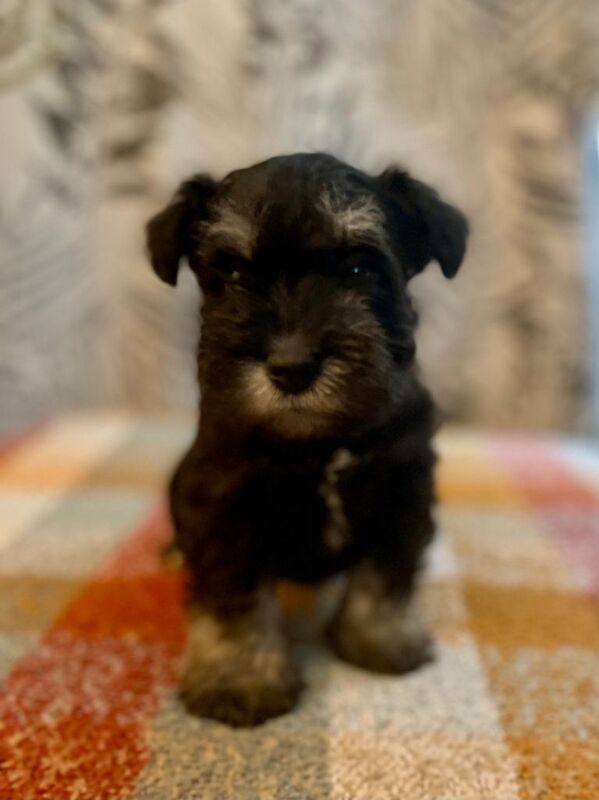 Show quality miniature schnauzer - Image 4 of 6