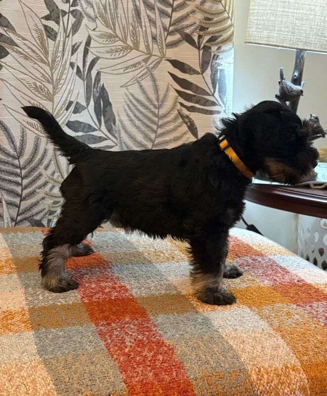 Show quality miniature schnauzer - Image 5 of 6