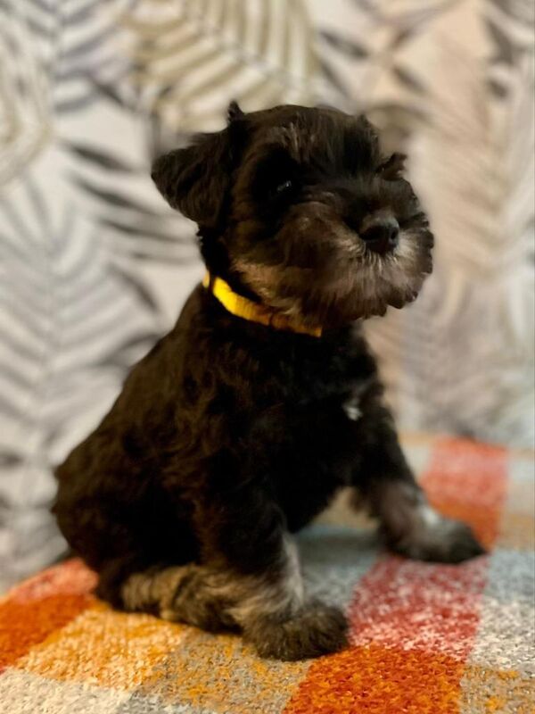 Show quality miniature schnauzer - Image 6 of 6