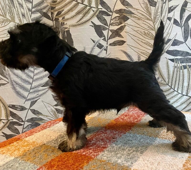 Show quality miniature schnauzer