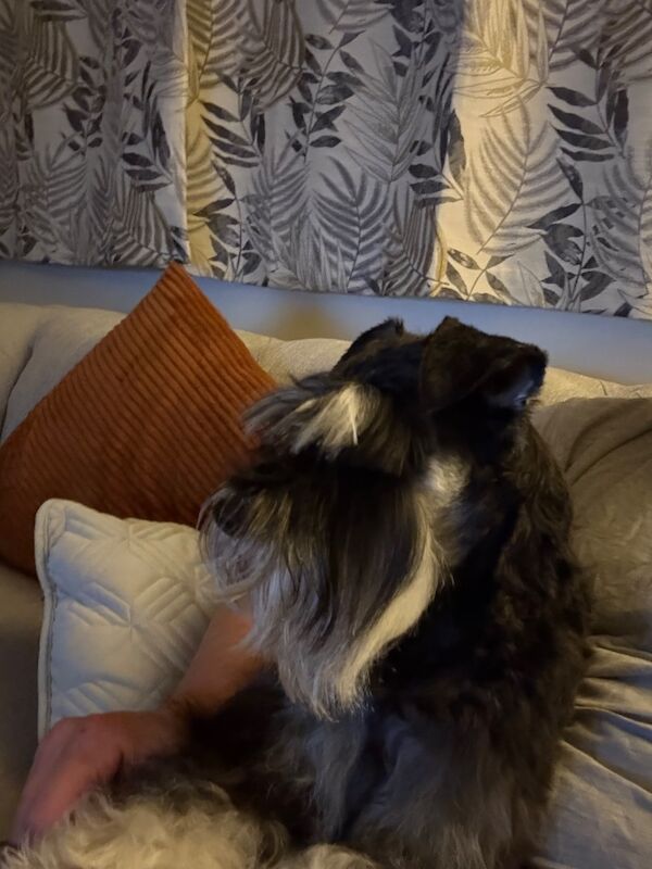 Show quality miniature schnauzer - Image 2 of 15