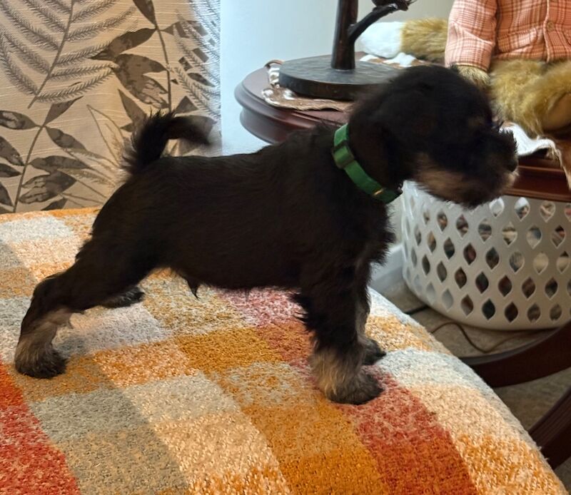 Show quality miniature schnauzer - Image 3 of 15