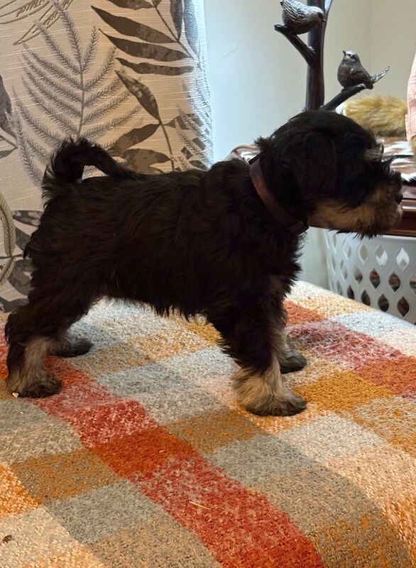 Show quality miniature schnauzer - Image 4 of 15