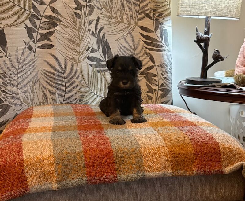 Show quality miniature schnauzer - Image 5 of 15