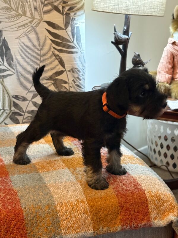 Show quality miniature schnauzer - Image 6 of 15
