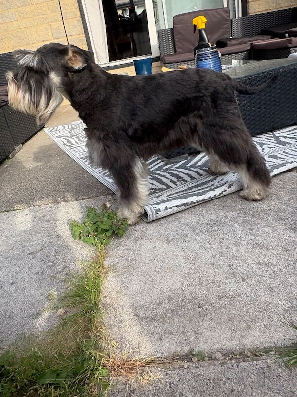 Show quality miniature schnauzer - Image 7 of 15