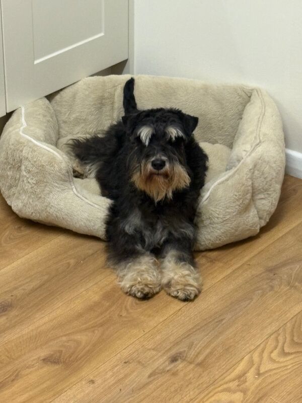 Show quality miniature schnauzer - Image 8 of 15