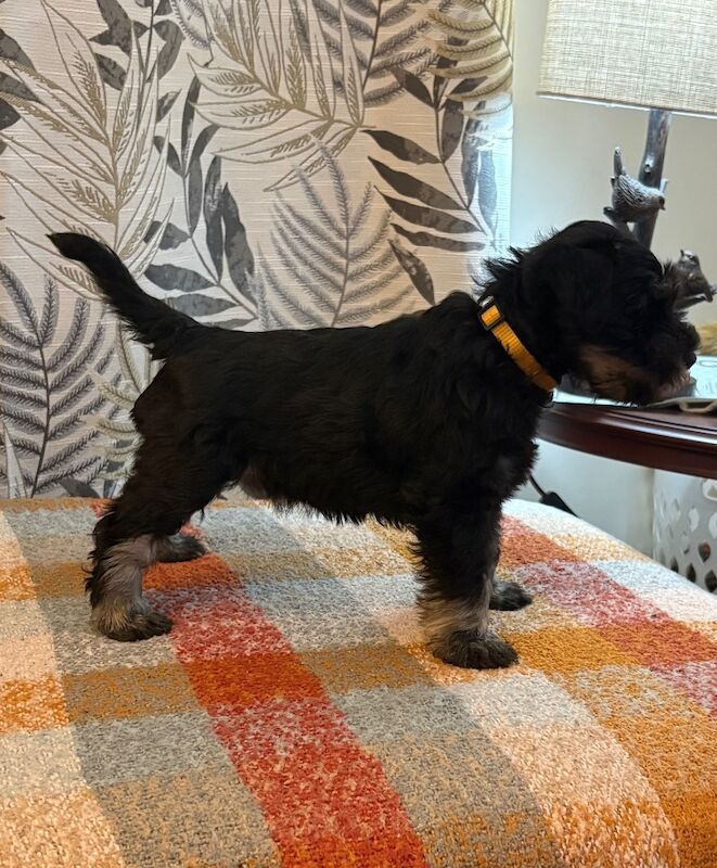 Show quality miniature schnauzer - Image 9 of 15