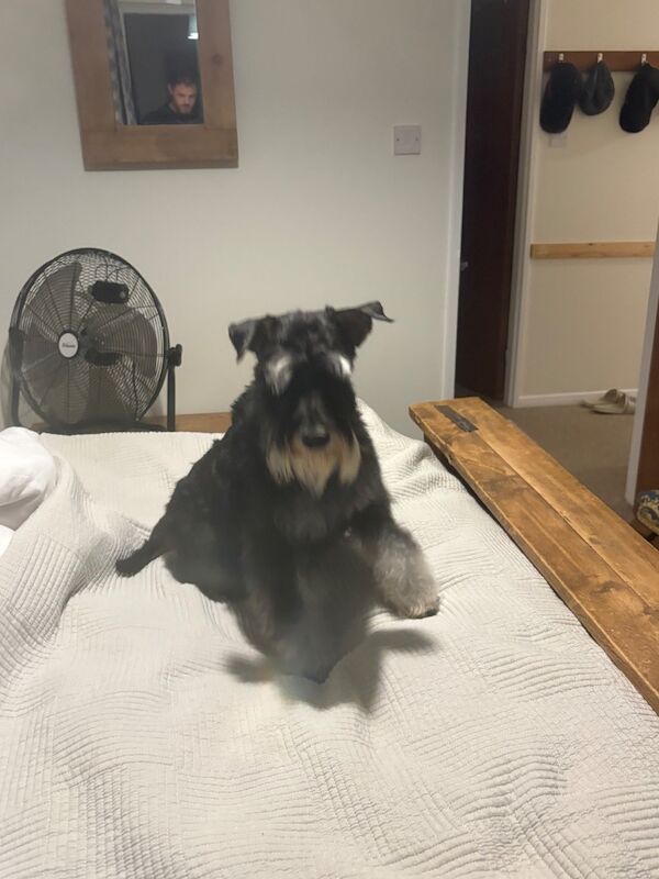 Show quality miniature schnauzer - Image 10 of 15