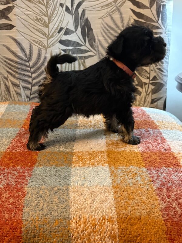 Show quality miniature schnauzer - Image 11 of 15