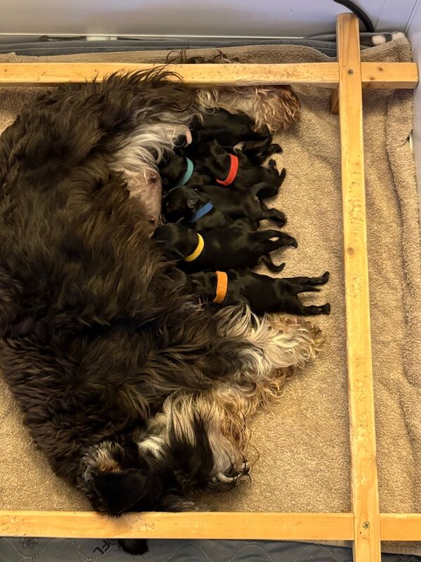 Show quality miniature schnauzer - Image 12 of 15