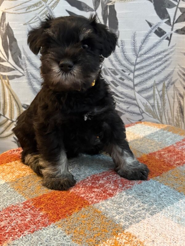 Show quality miniature schnauzer - Image 13 of 15