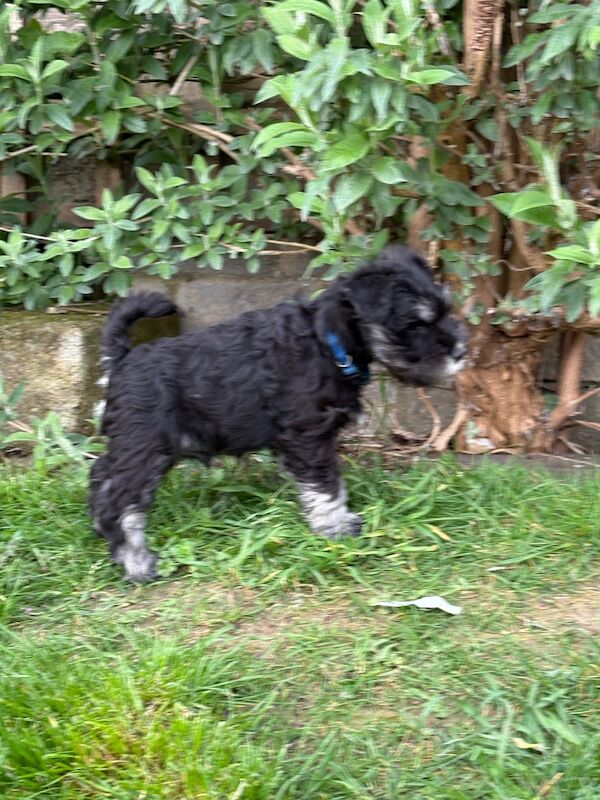 Show quality miniature schnauzer - Image 14 of 15