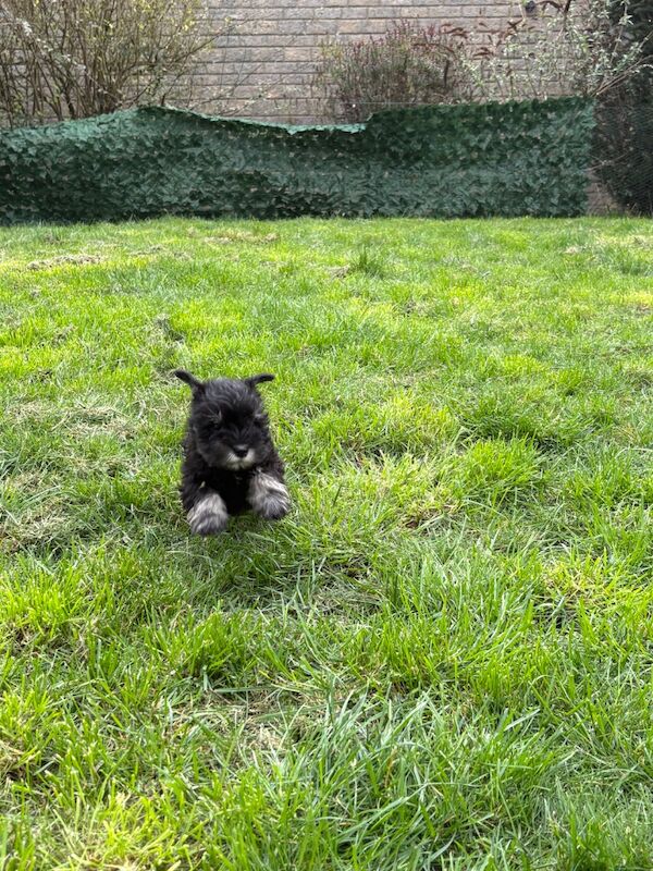 Show quality miniature schnauzer - Image 15 of 15