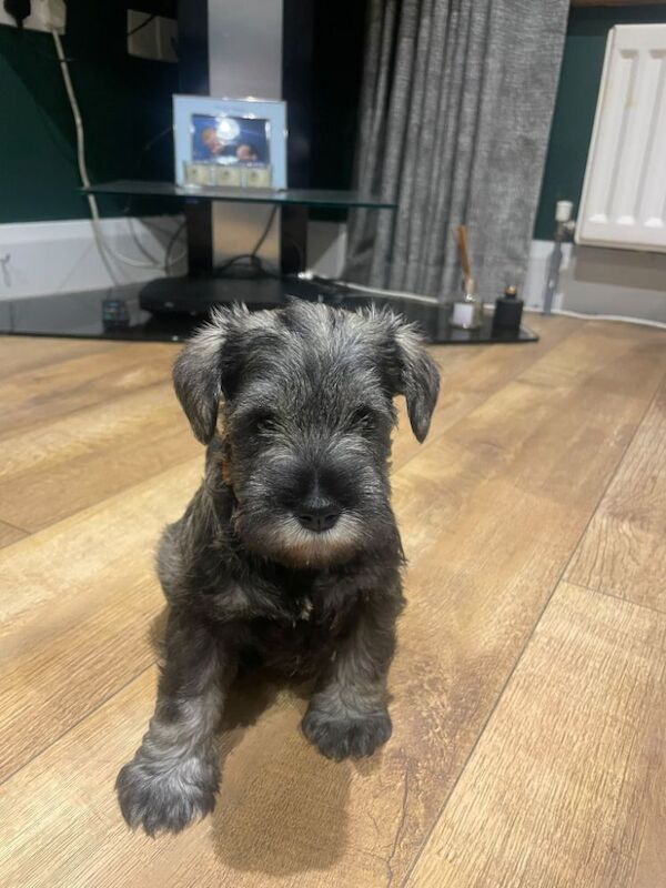 Stunning KC reg Miniature Schnauzer puppies