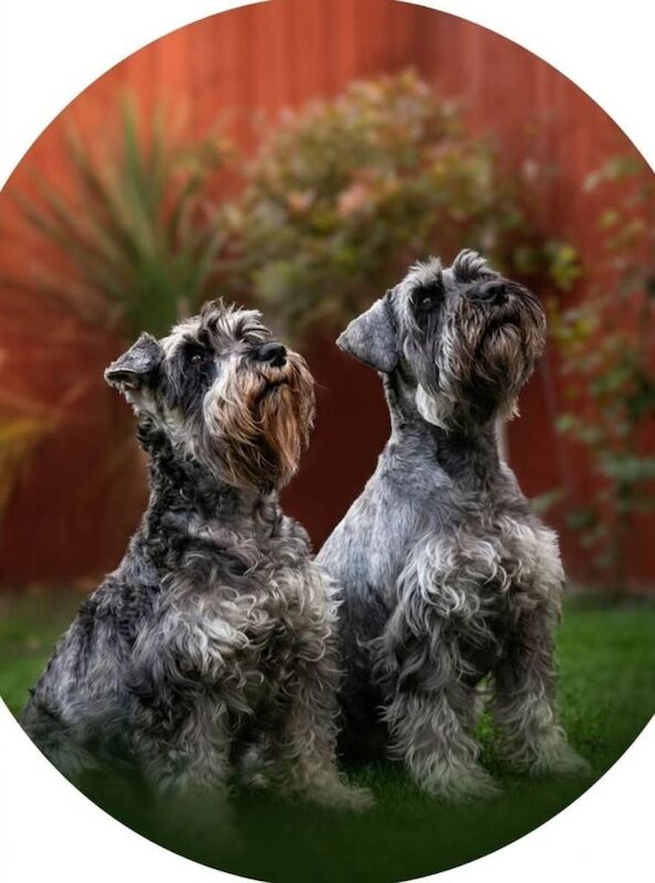 Miniature Schnauzer Puppies For Sale