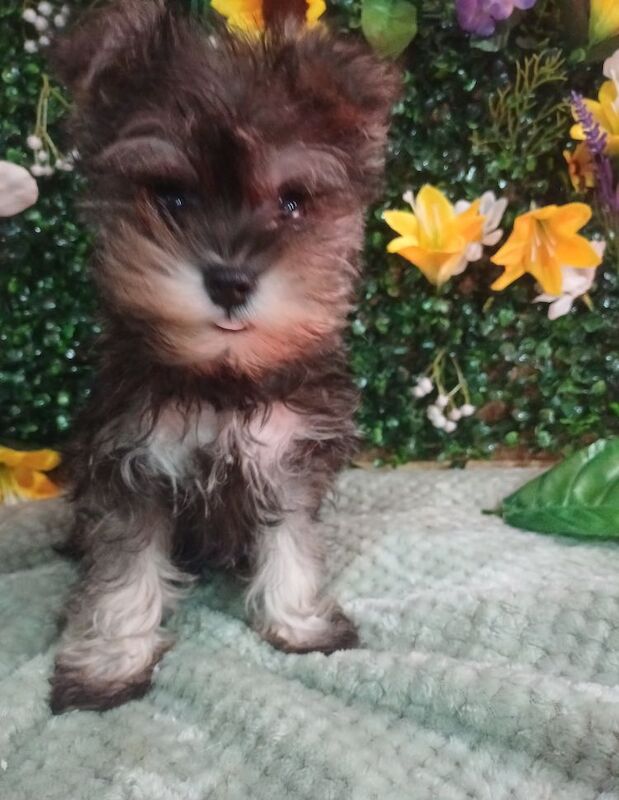 Kennel Club Registered Miniature Schnauzer Puppies For Sale