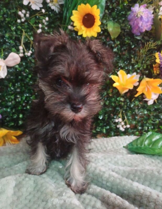 True kc miniature schnauzers for sale in Wisbech, Cambridgeshire | Image 2