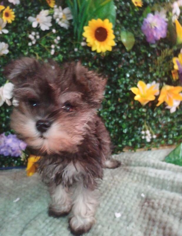 True kc miniature schnauzers for sale in Wisbech, Cambridgeshire | Image 3