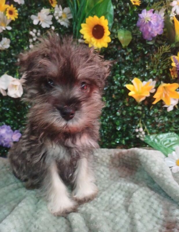 True kc miniature schnauzers for sale in Wisbech, Cambridgeshire | Image 4