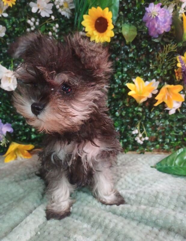Miniature Schnauzer puppies for sale in Wisbech, Cambridgeshire – KC registered, 9 months old - Image 5 of 8