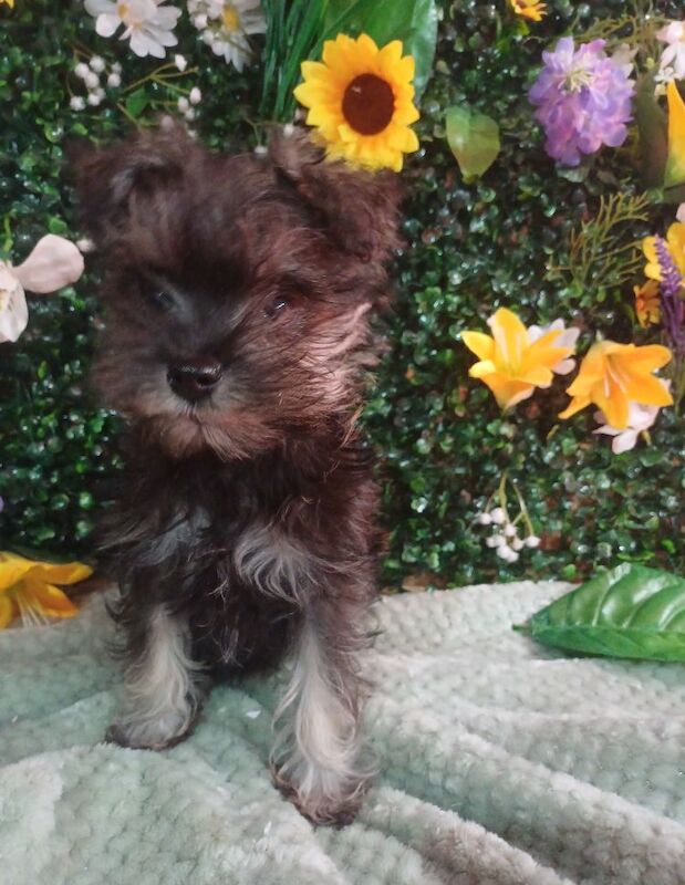 Miniature Schnauzer puppies for sale in Wisbech, Cambridgeshire – KC registered, 9 months old - Image 6 of 8