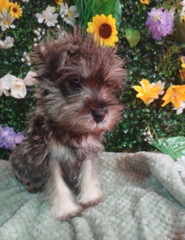 Miniature Schnauzer puppies for sale in Wisbech, Cambridgeshire – KC registered, 9 months old - Image 7 of 8