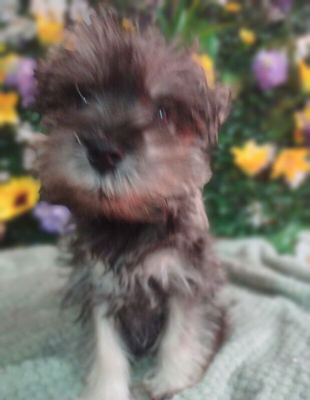 Miniature Schnauzer puppies for sale in Wisbech, Cambridgeshire – KC registered, 9 months old - Image 8 of 8