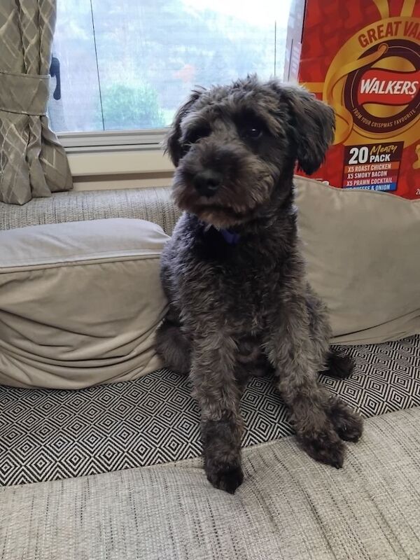 Wanted - Miniature Schnauzer Puppy - Male for sale in Edinburgh, City of Edinburgh - Image 2