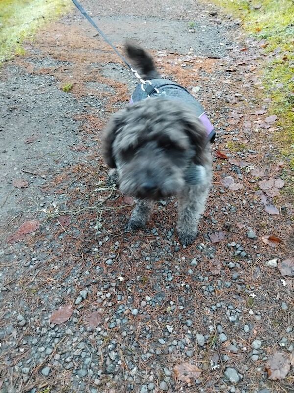 Wanted - Miniature Schnauzer Puppy - Male for sale in Edinburgh, City of Edinburgh - Image 3