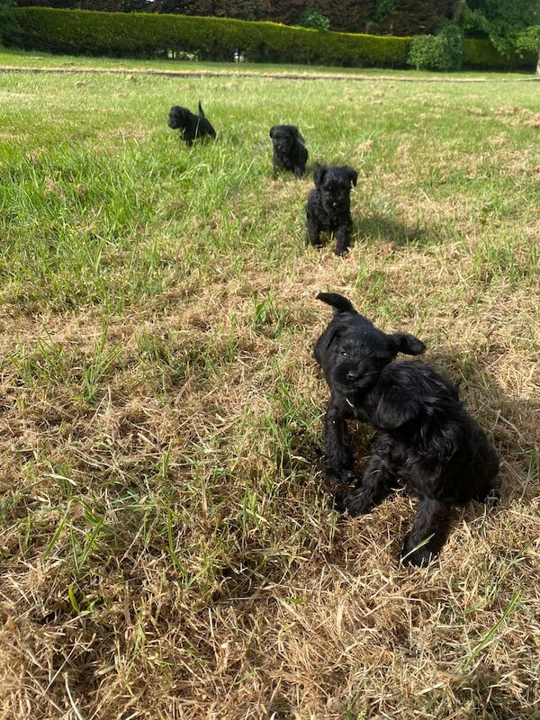 Where quality comes first 8 KC Miniature Schnauzer Puppies for sale in Armoy, County Antrim
