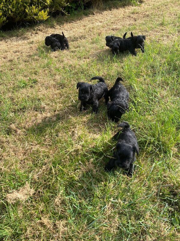 Where quality comes first 8 KC Miniature Schnauzer Puppies for sale in Armoy, County Antrim | Image 2