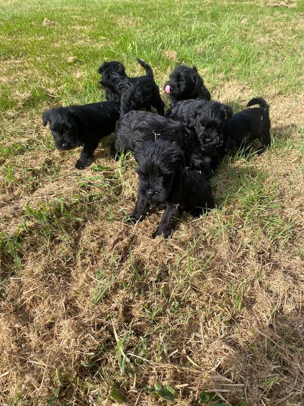 Where quality comes first 8 KC Miniature Schnauzer Puppies for sale in Armoy, County Antrim | Image 3